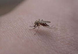 Alerta por el importante aumento de mosquitos en Andalucía: «Cada año hay más».