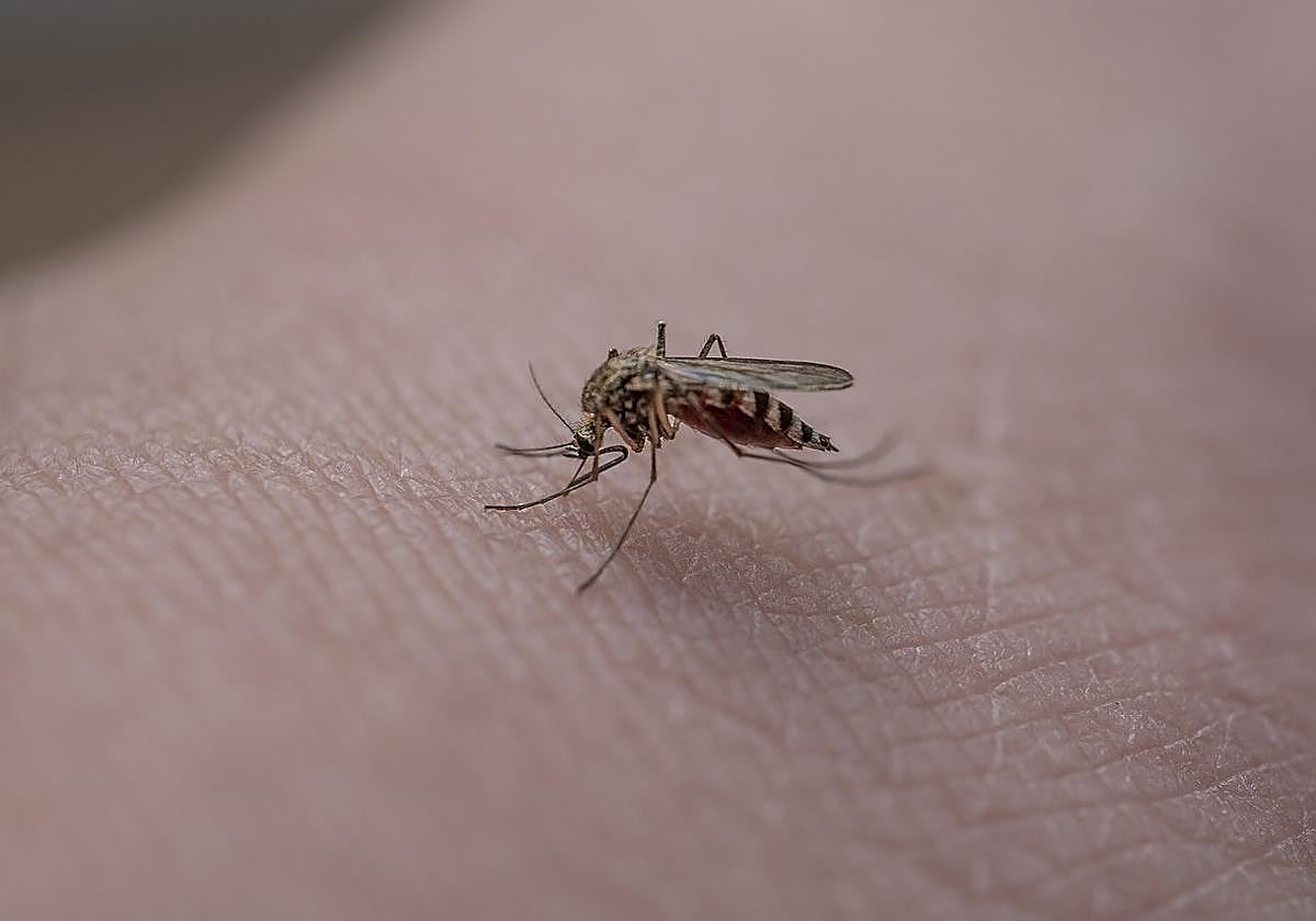 Alerta por el importante aumento de mosquitos en Andalucía: «Cada año hay más».