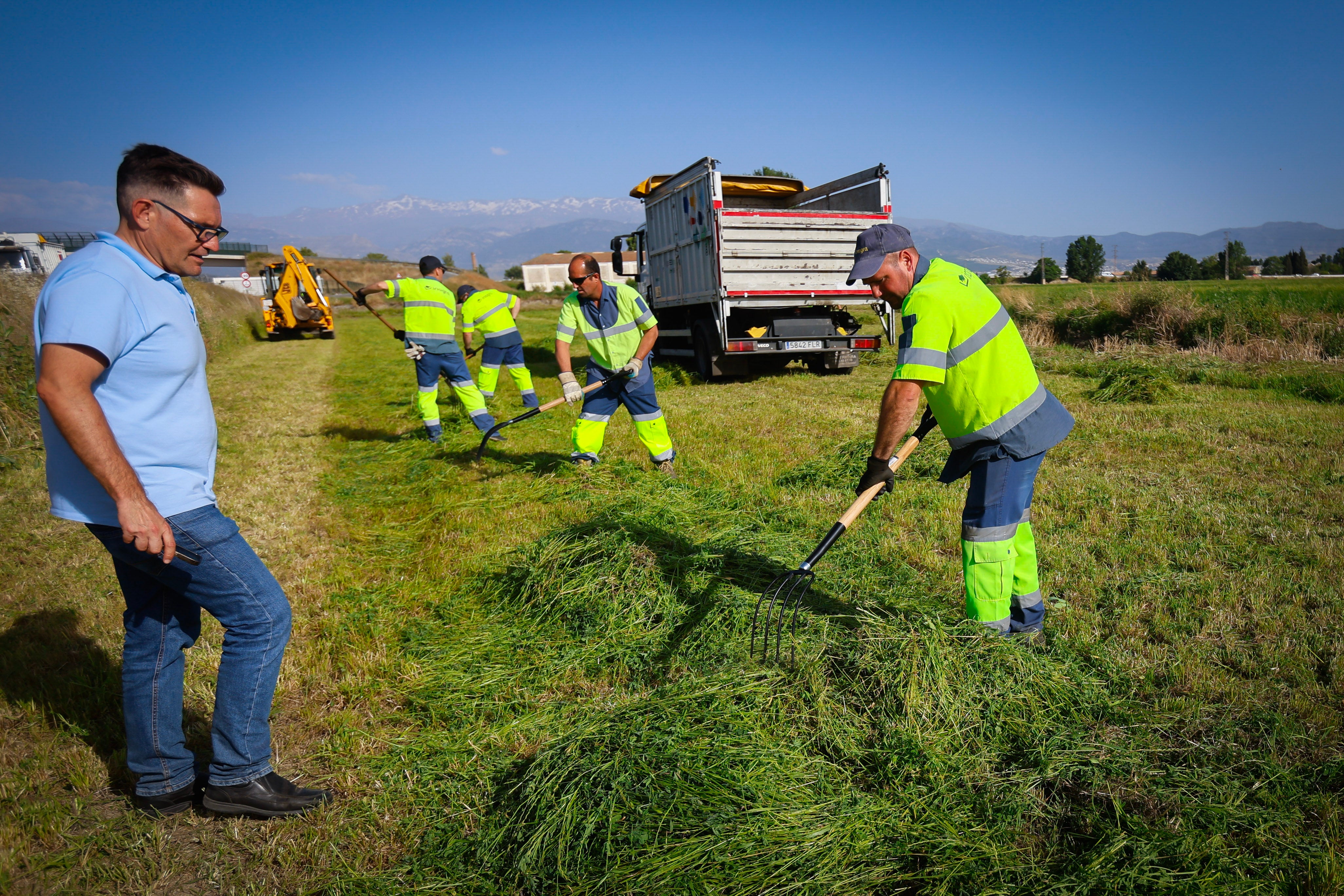 Trabajadores de Inagra cortan las hierbas que tapizarán el suelo de Granada.