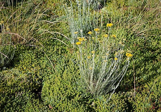 Vegetación en la cubierta del Metro.