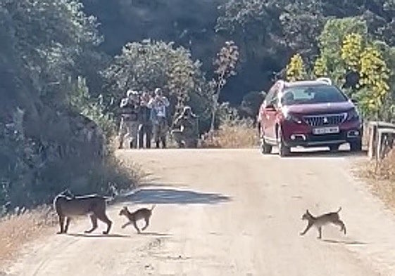 Linces en el entorno del pantano del Jándula.