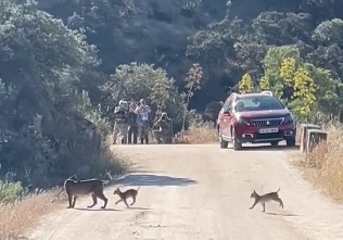 Linces en el entorno del pantano del Jándula.