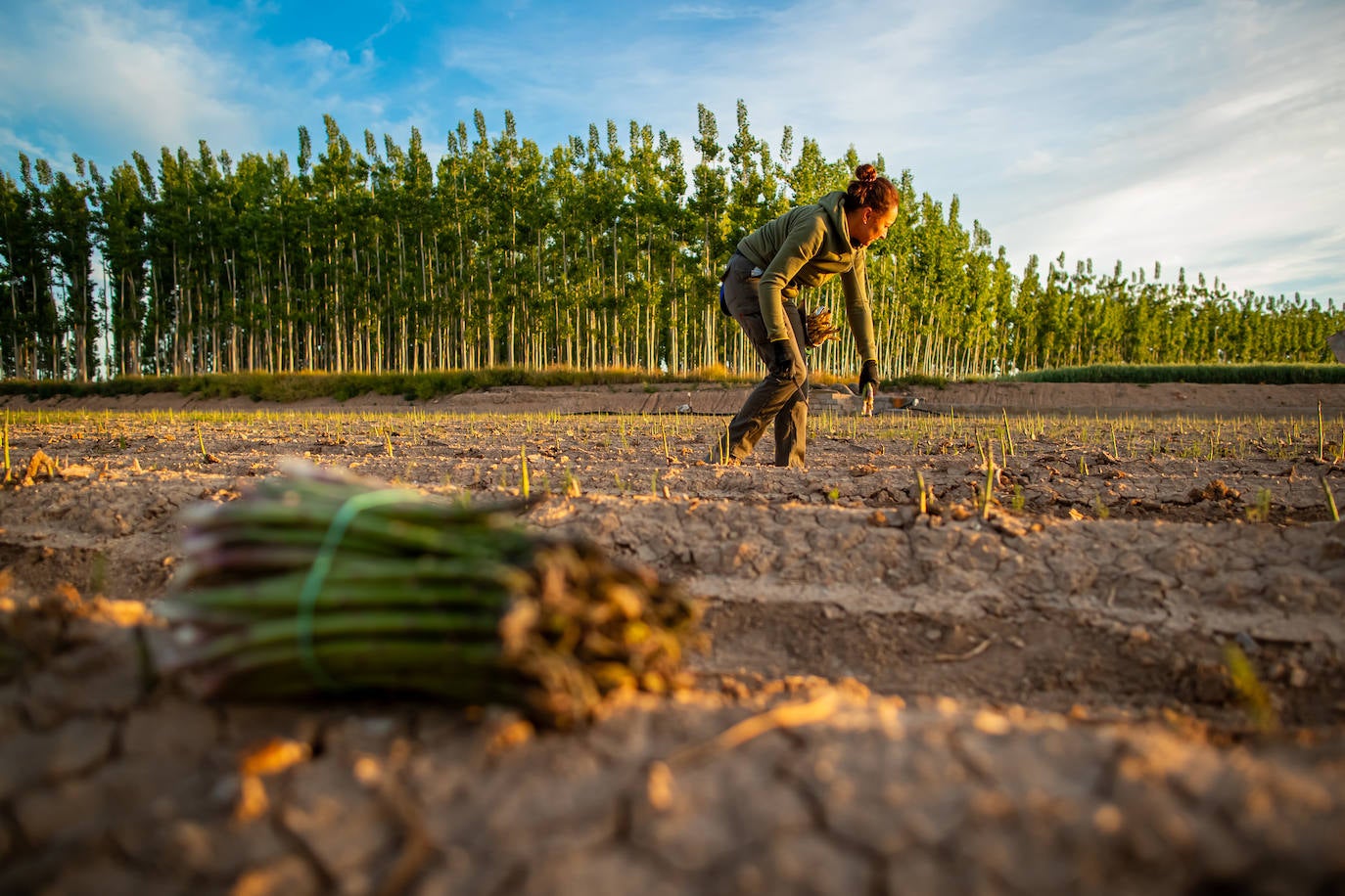 Una agricultora recoge espárragos en la Vega, en la recta final de esta campaña.