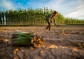 Una agricultora recoge espárragos en la Vega, en la recta final de esta campaña.