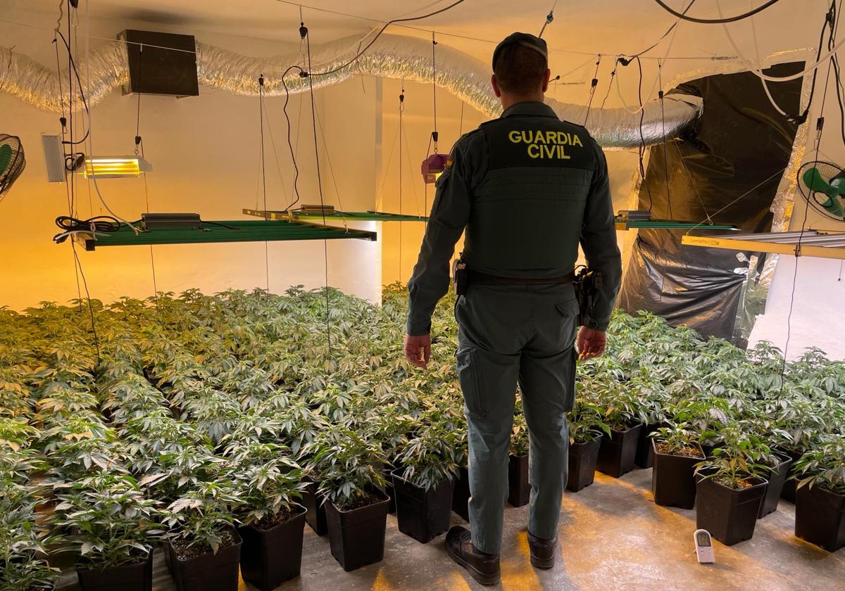 Nueve registros y casi 2.000 plantas de marihuana halladas en una operación antidroga en Granada