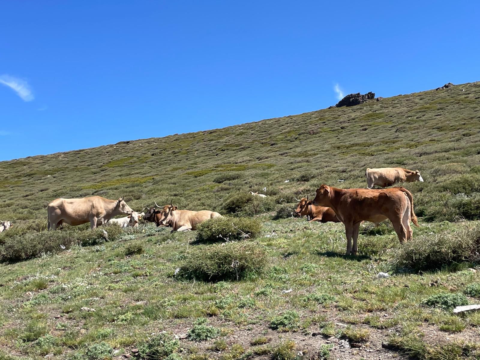 Vaca pajuna en Sierra Nevada