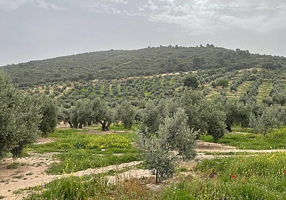 Los agricultores y ganaderos piden precios justos y que a los productos de terceros países se les exija los mismos controles que a los europeos.