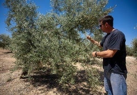 Cristóbal García, presidente de la Cooperativa de aceite de Íllora, muestra el cuaje en uno de los olivos, cargado ya de aceituna.