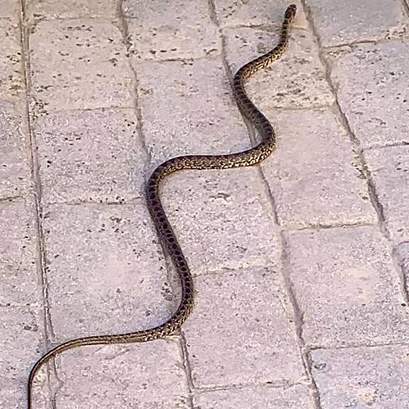 Ejemplar capturado por la Policía Local de Ogíjares.