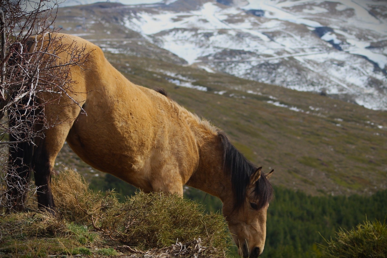 Las imágenes de los caballos en Sierra Nevada del último videoclip de Dellafuente