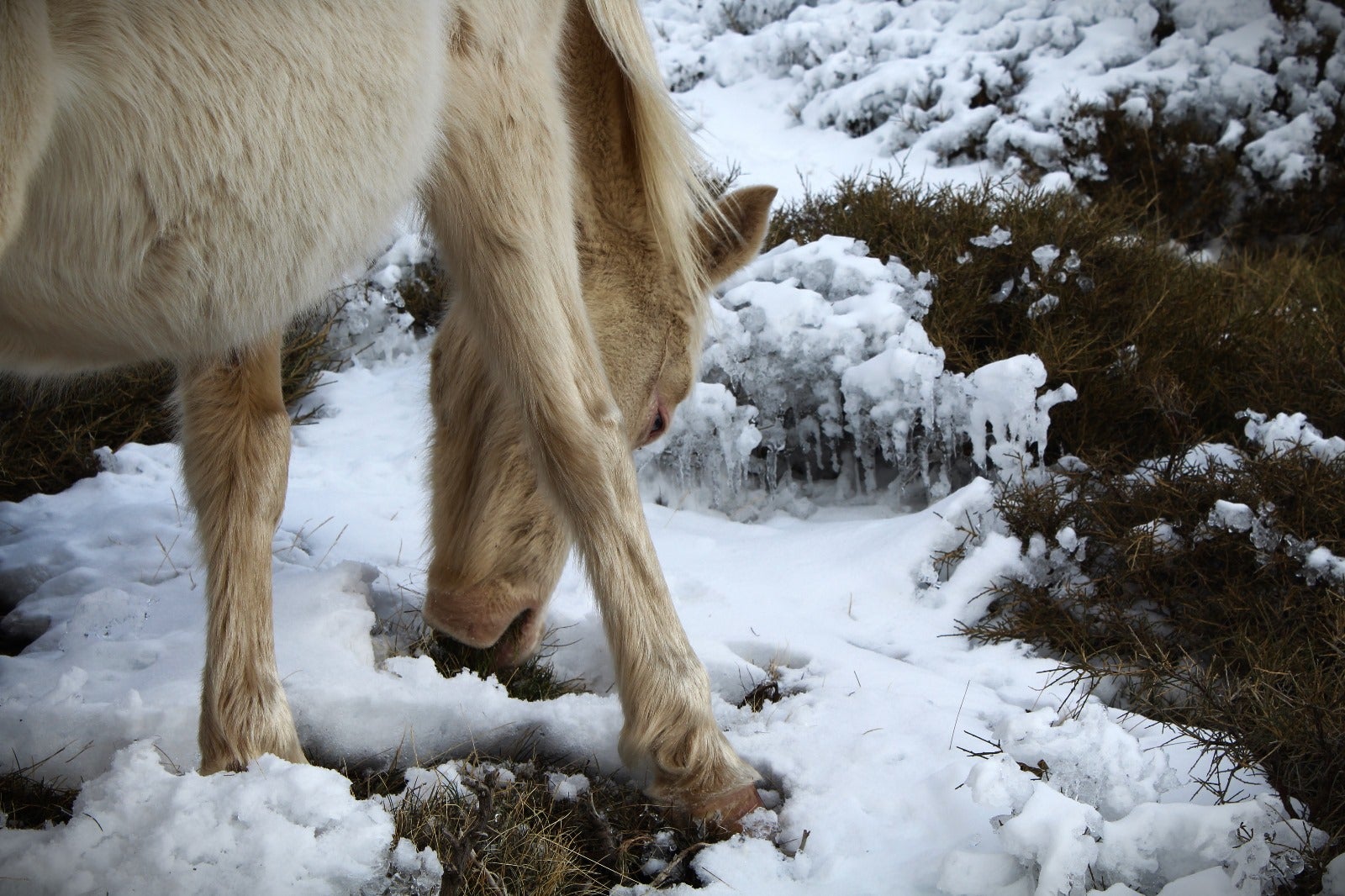 Las imágenes de los caballos en Sierra Nevada del último videoclip de Dellafuente