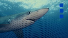 Estos son los tiburones que puedes encontrarte en las playas de Andalucía