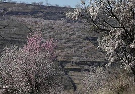 Almendros en flor.