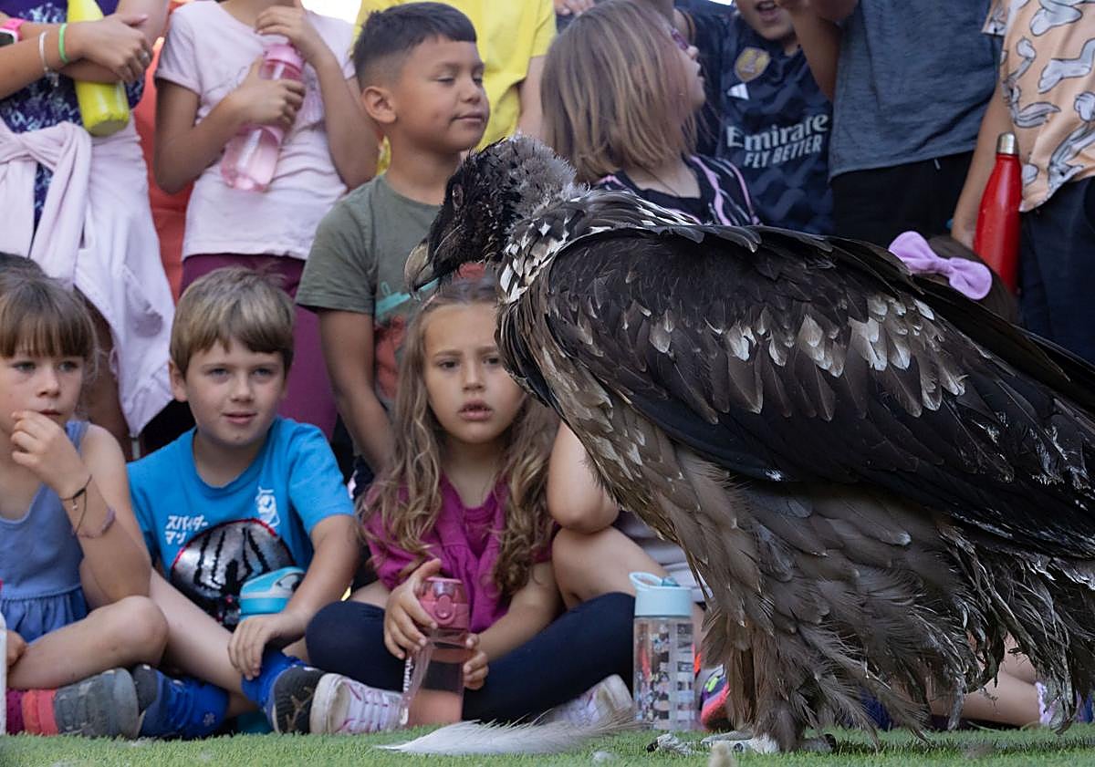 Imagen principal - Introducción del quebrantahuesos en Dílar.