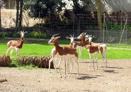 Gacelas en el Centro de Rescate de la Fauna Sahariana de Almería.