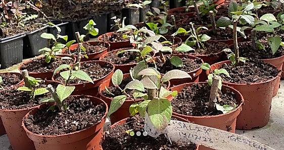 Cetursa reproduce el sauce de Sierra Nevada