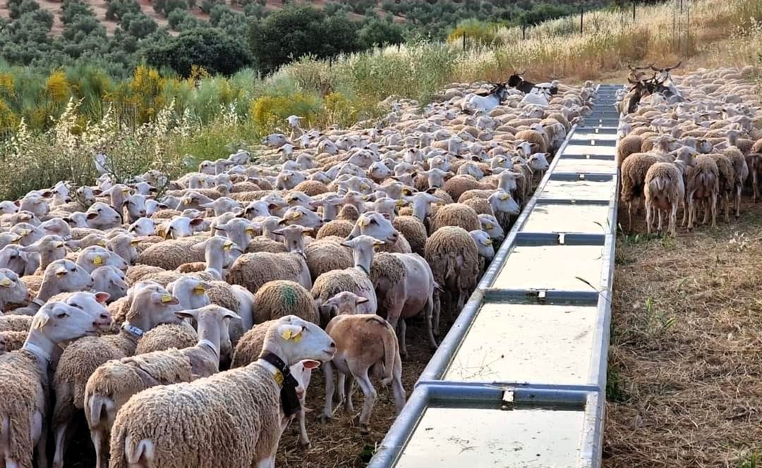 Ganado trashumante bebiendo agua en los abrevaderos de Navas.
