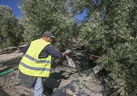 Trabajos de vareado de un olivo durante la recolección.
