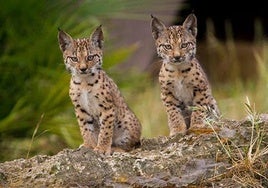 Dos cachorros nacidos en el Programa de Conservación del Lince Ibérico.