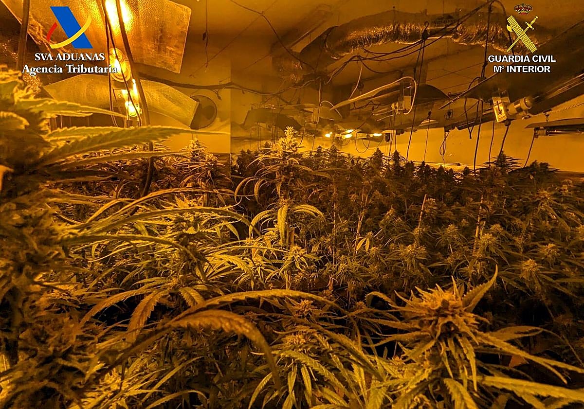 Imagen principal - La vecina de Otura que tenía su casa llena de marihuana