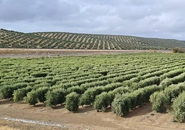 Olivar superintensivo y, al fondo, olivar tradicional, en el Llano de las Infantas, en Jaén.