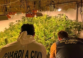 La Guardia Civil desarticula tres centros de producción de marihuana en Loja y se incauta de 982 plantas