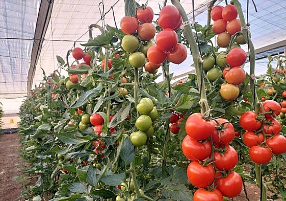 COAG organiza una jornada para informar sobre los cambios del nuevo seguro agrario