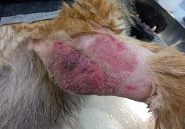 Aspecto que presentaba el animal cuando fue recogido por su dueño de la residencia canina.