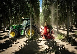 Plantación de cáñamo entre los chopos