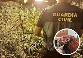 Macrooperación contra la maría en Atarfe.