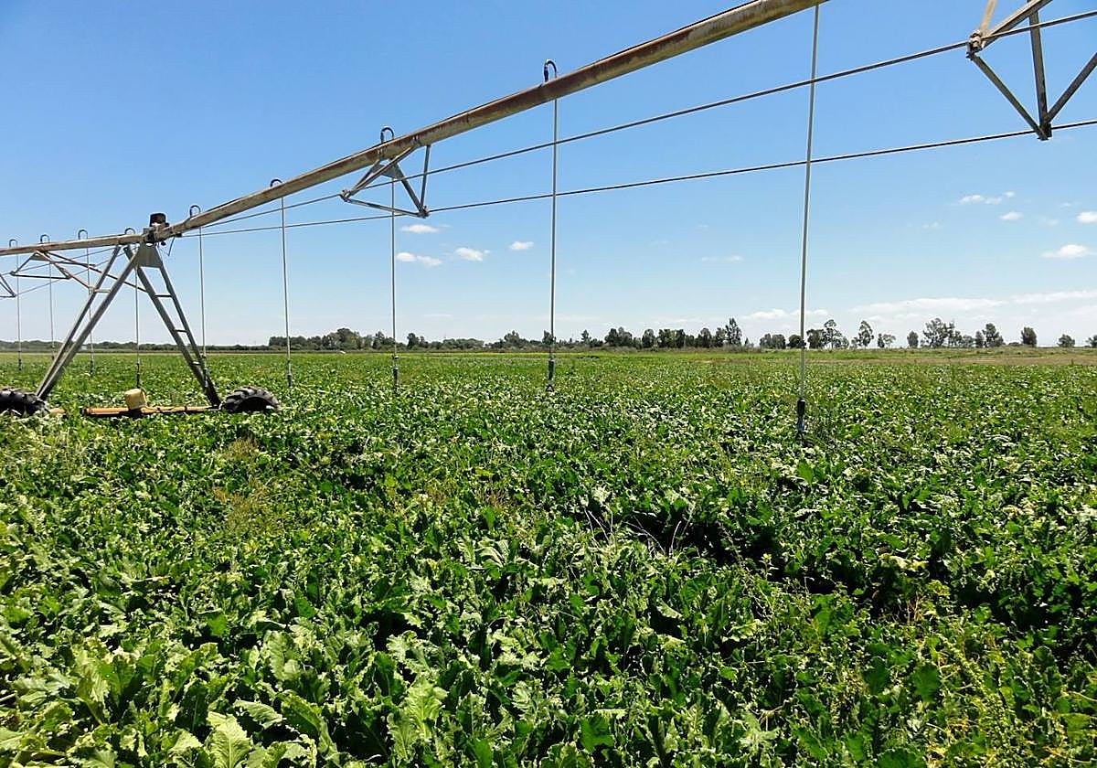 La Junta concede ayudas por 19,8 millones de euros para la modernización de explotaciones agrarias