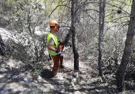 Un operario en una zona forestal de Sierra María-Los Vélez.