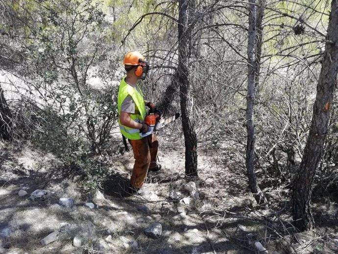 Un operario en una zona forestal de Sierra María-Los Vélez.