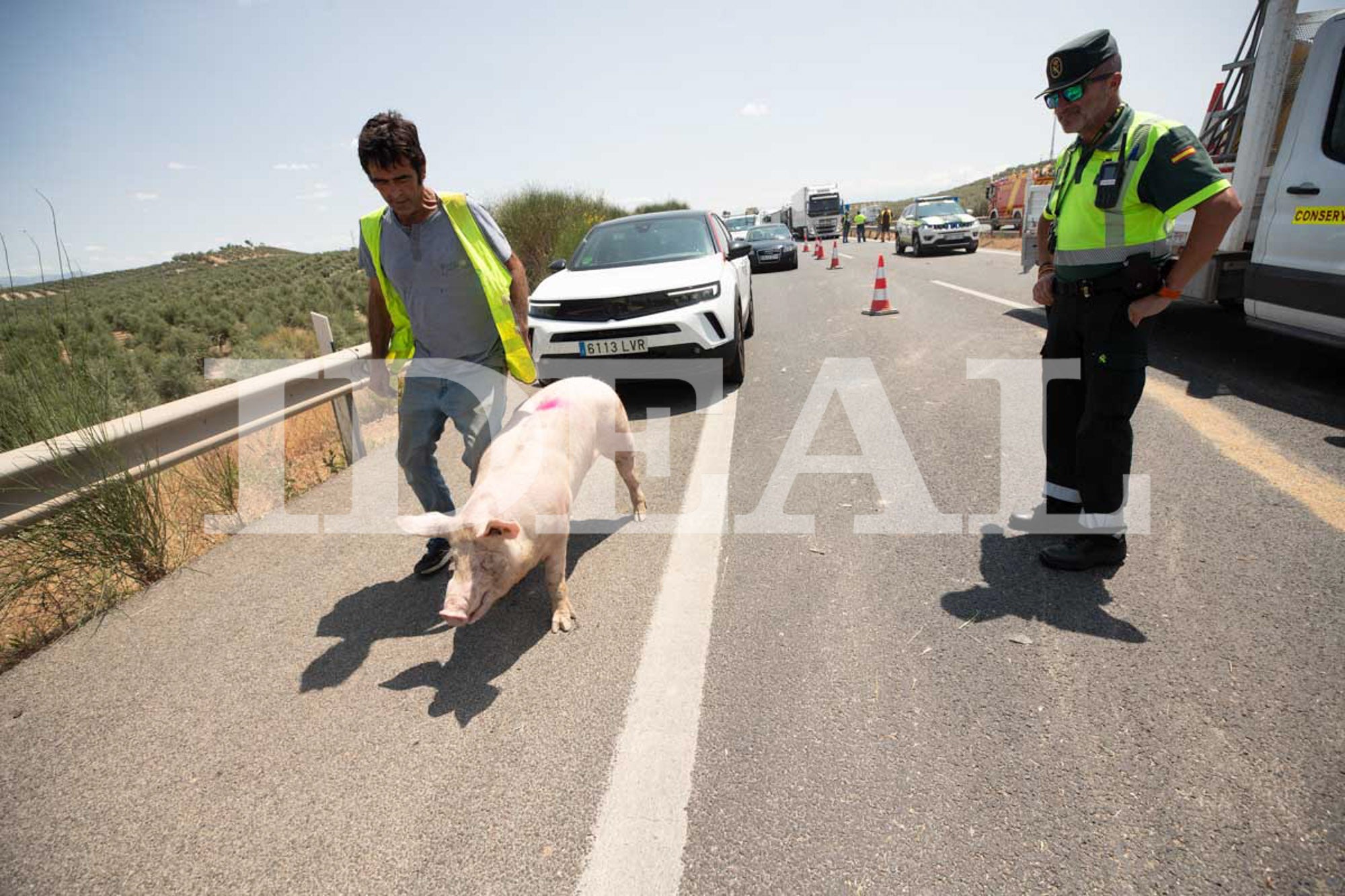 Las imágenes de los cerdos sueltos en la A-92 en Granada