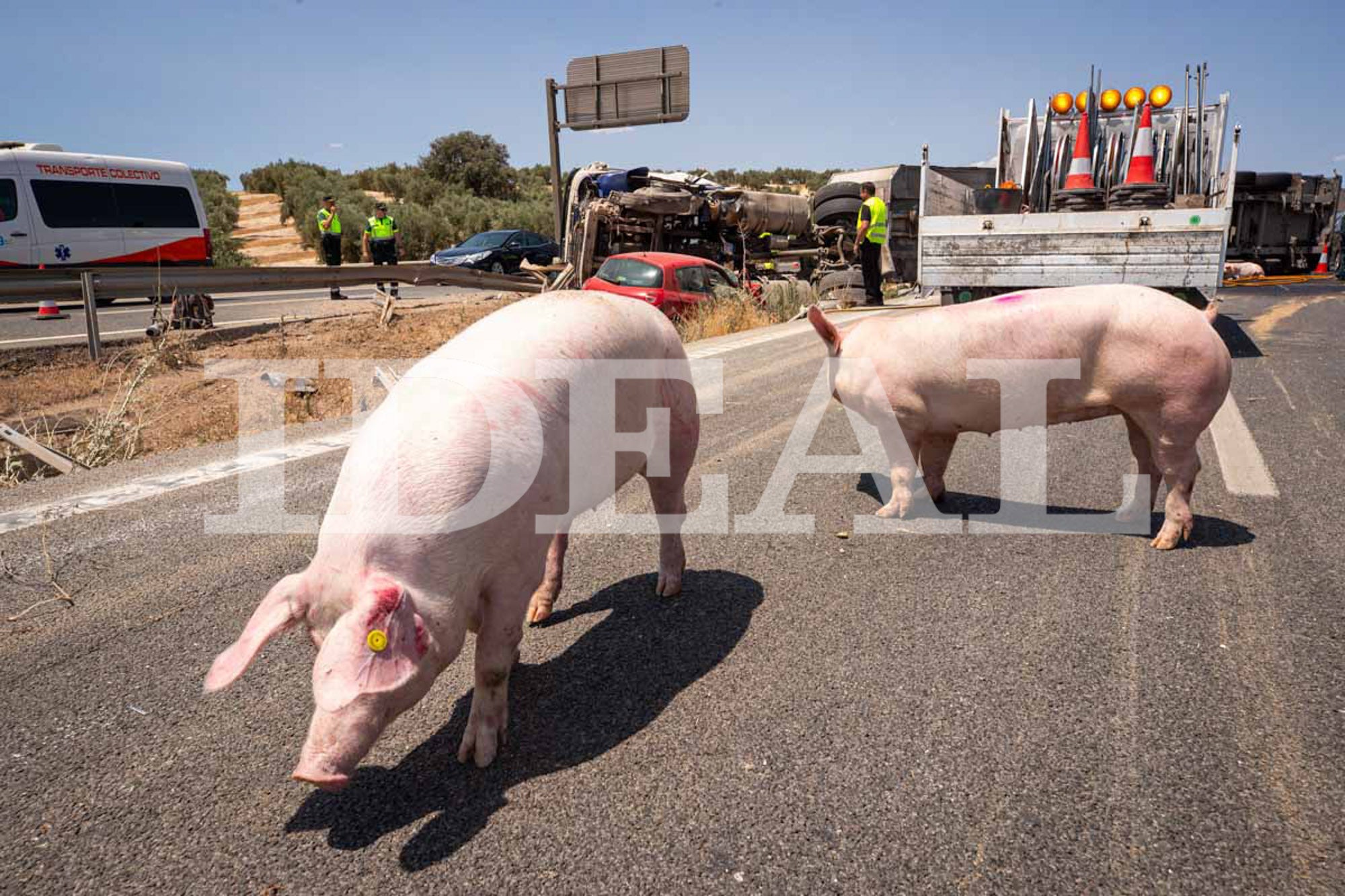 Las imágenes de los cerdos sueltos en la A-92 en Granada