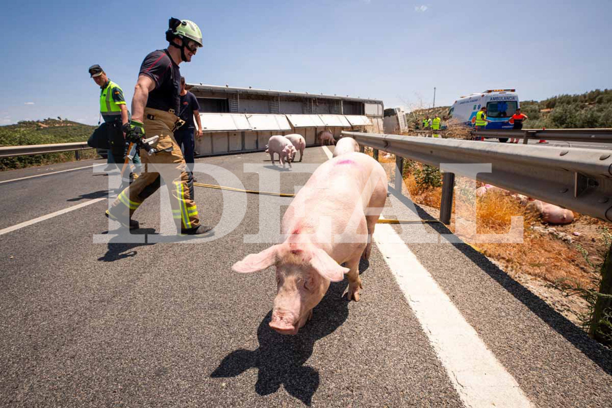 Las imágenes de los cerdos sueltos en la A-92 en Granada