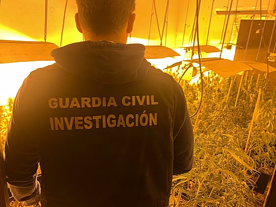 Macrooperación de la Guardia Civil contra la maría en cuatro pueblos de Granada