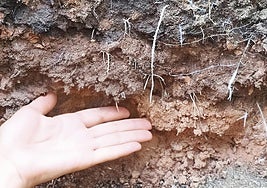 Vellsam logra una mayor longitud radicular en calabacín con un nuevo ensayo