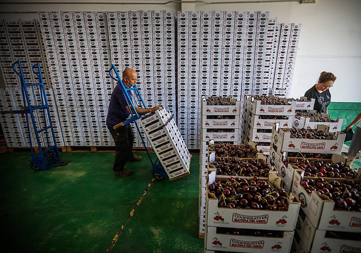 Imagen principal - La cooperativa recibe entre 10.000 y 12.000 kilos. 