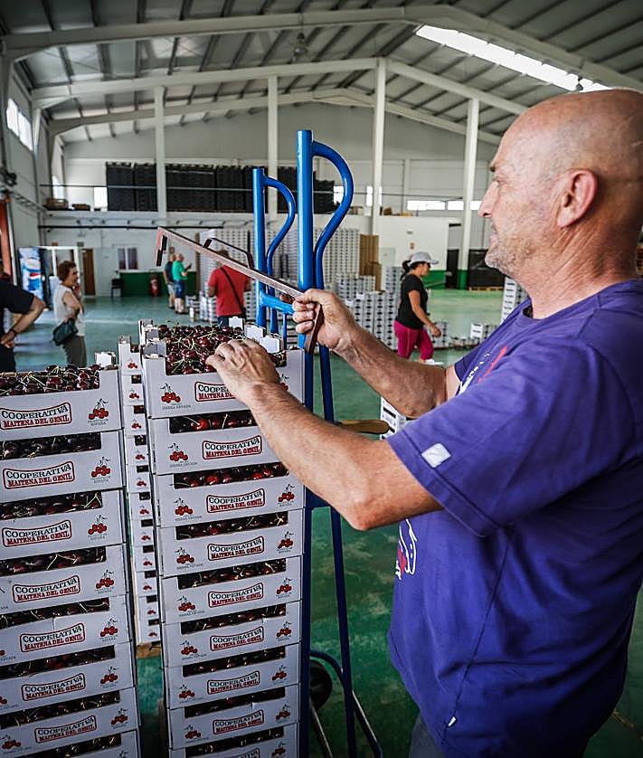 Imagen secundaria 2 - La cooperativa recibe entre 10.000 y 12.000 kilos. 