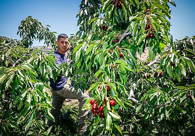 Trabajando en la copa de un cerezo.