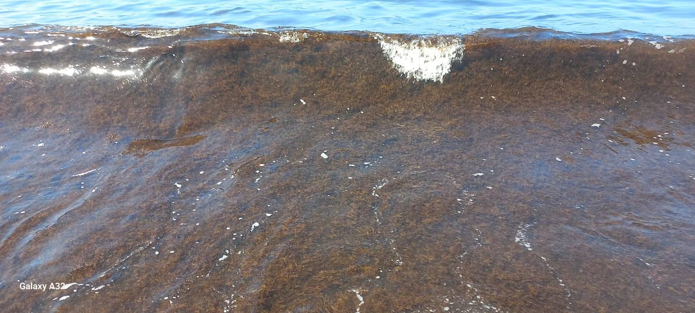 Imagen secundaria 1 - Barcos y horas extra en limpieza para eliminar el alga asiática de las playas de Granada