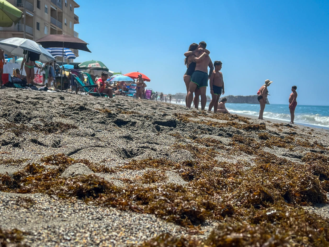 Imagen secundaria 2 - Barcos y horas extra en limpieza para eliminar el alga asiática de las playas de Granada