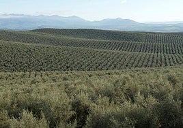 Paisaje de olivar en la provincia jienense.