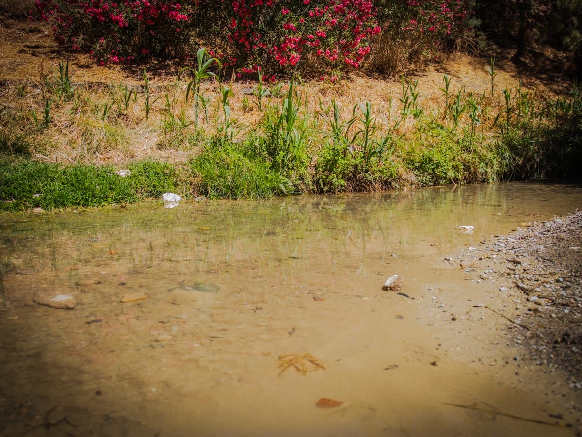 Las imágenes de la suciedad del río Darro este viernes en Granada