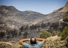 Zona quemada en el incendio forestal en Pinos Puente.