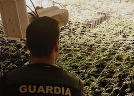 Uno de los invernaderos de marihuana descubiertos en julio por la Guardia Civil.