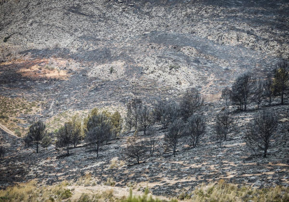 Estado en el que quedó el monte tras el primer incendio de Pinos Puente.