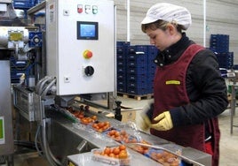 Una mujer trabaja en una empresa agrícola de Almería.