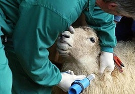 La Junta destina más de un millón de euros a la distribución de vacunas frente a la lengua azul